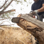 tree removal services